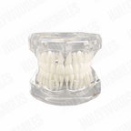 Clear Tooth Model My Store