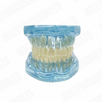 Clear Tooth Model My Store