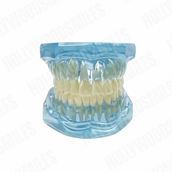 Clear Tooth Model My Store