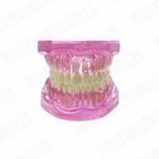 Clear Tooth Model My Store
