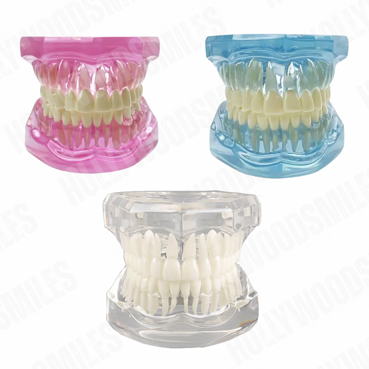 Clear Tooth Model My Store